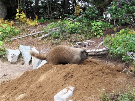 While Hiking Late In The Year We Have Come Across Marmots That Were