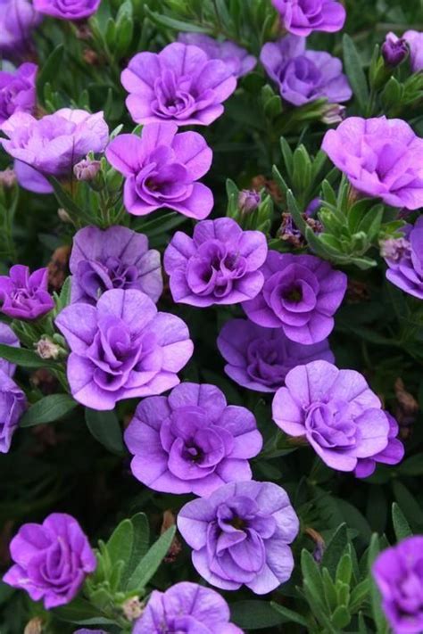25 Most Beautiful Purple Flowers With Pictures