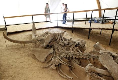 Woolly Mammoth Remains Discovered In Siberia Give Hopes For Cloning