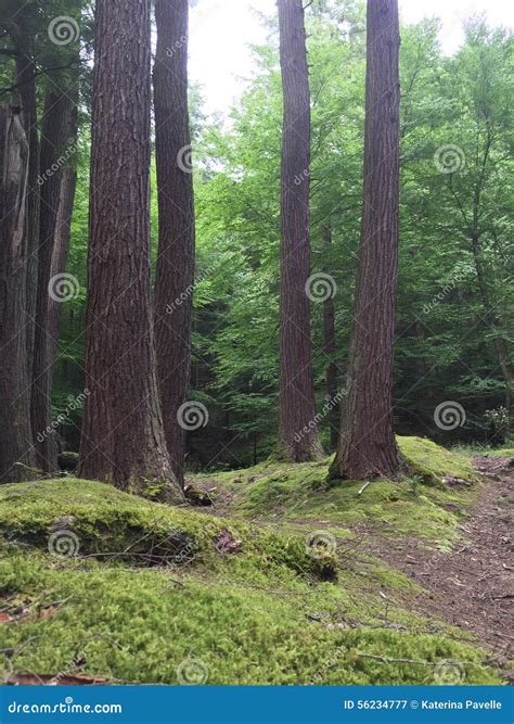 Tranquil Forest Stock Image Image Of Moss Pine Nature 56234777