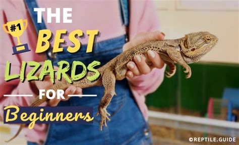 16 Best Pet Lizards For Beginners Easy To Take Care Of