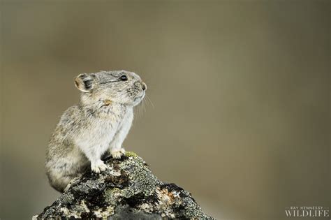 Cute Collared Pika — Ray Hennessy Wildlife