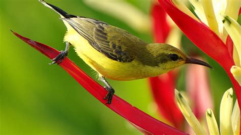 Yellow Bellied Sunbird 1920 × 1080