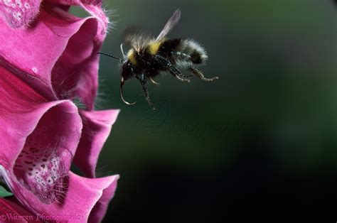 Garden Bumblebee Photo Wp11089