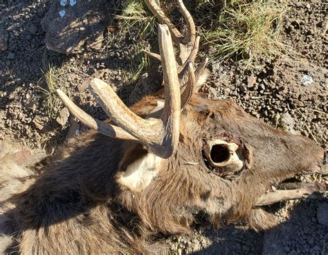 Conservation Officers Seek Information About Deer Elk Illegally Killed