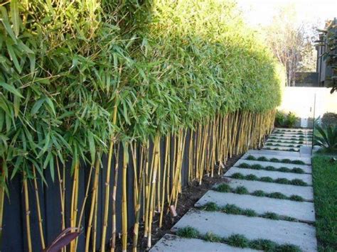 10 Fast Growing Hedges For Privacy Gardeners Guide Fast Growing
