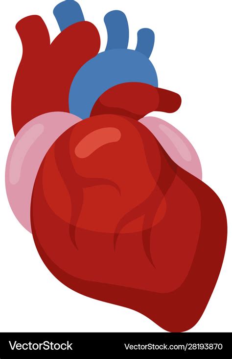 Heart Icon Cardiology And Medicine Health Symbol Vector Image