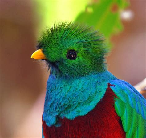 Golden Headed Quetzal