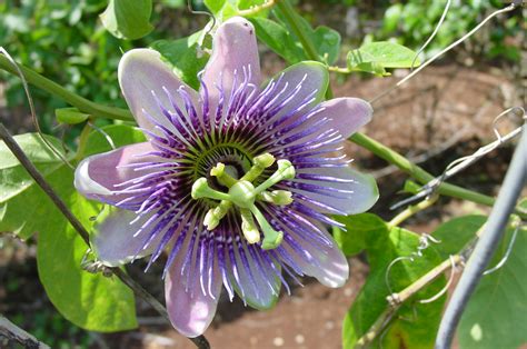 How To Make Passion Flower Tea Garden Guides