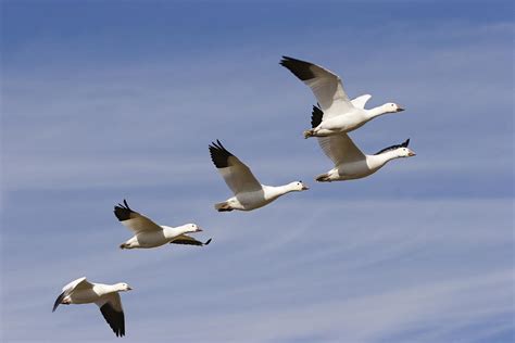 Snow Goose Flock Flying Photograph By Konrad Wothe Fine Art America
