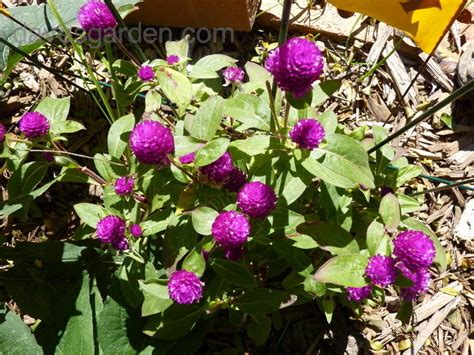 Plantfiles Pictures Gomphrena Globe Amaranth Buddy Purple