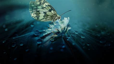 18 Water Water Butterfly Wallpaper Hd Nature Basty Wallpaper