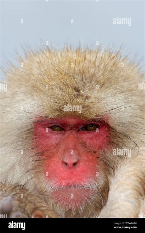 Japanese Macaque Macaca Fuscata In Hot Spring In Jigokudani Yaenkoen