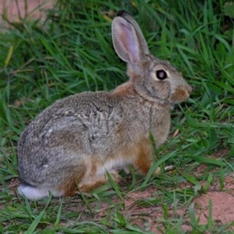 Deer and rabbits don't have to eat vegetation for the repellent to be effective—they have a natural aversion to the scent. Homemade Rabbit Repellent With Cayenne Pepper | Hunker ...