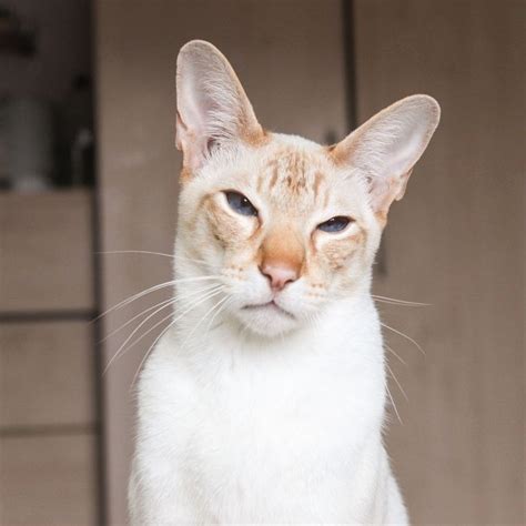 See The Source Image Balinese Cat Cats Oriental Shorthair Cats