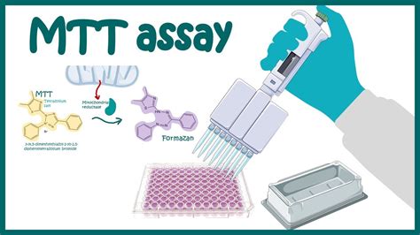 Cytotoxicity Assays With Mtt Of Drugs In Vero And T Cells A Total My