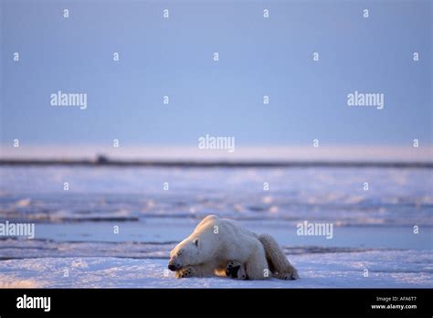 Polar Bear Ursus Maritimus Thin And Starving Sleeps On The 1002 Coastal
