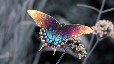 Free Download Butterfly Sitting On A Branch Hd Butterflies Wallpapers