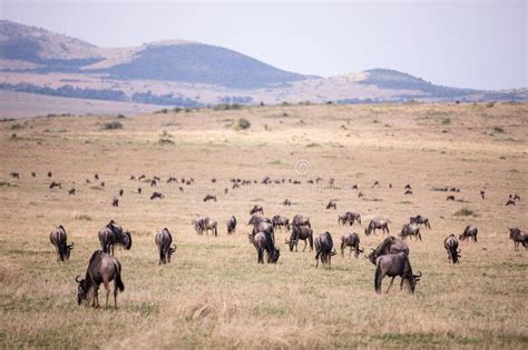 Wildebeest Group Grazing On The Savannah Grassland In The Maasai Mara