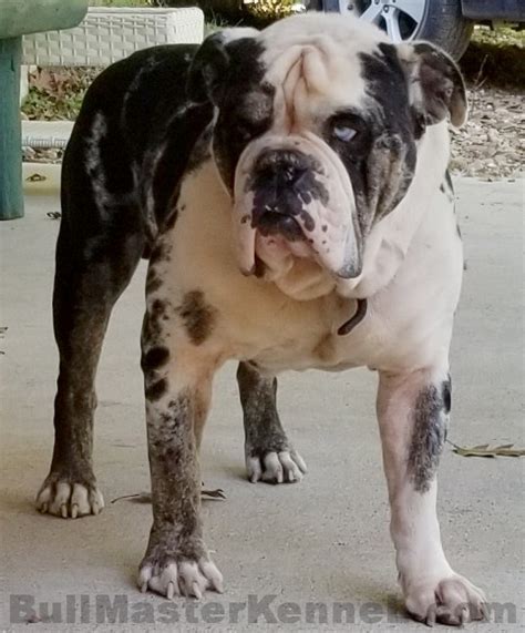 Mugsy Blue Eye Blue Merle Olde English Bulldogge Male