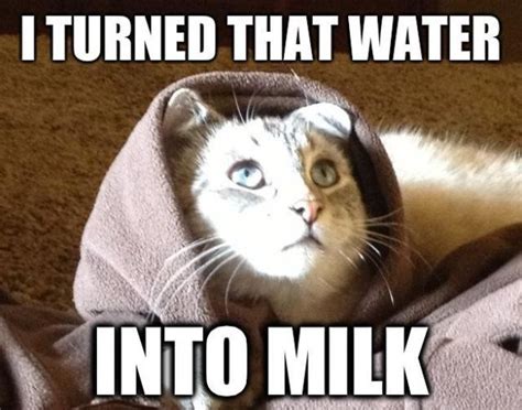 I Turned That Water Cat Meme Cat Planet Cat Planet