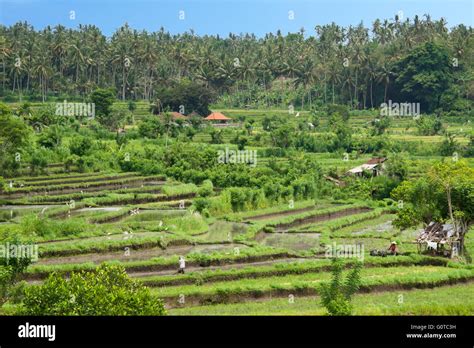 Rural Countryside With Rice Paddies Abang Bali Indonesia Stock Photo