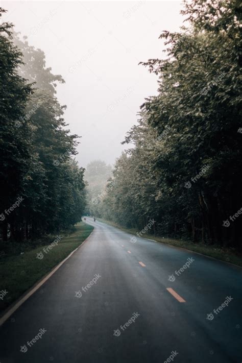 Foggy Road In The Forest Photo Premium Download
