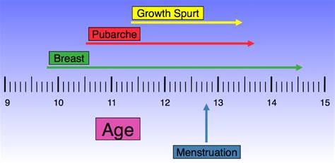 Puberty In Girls What To Expect Michael Silverstein Md Digital