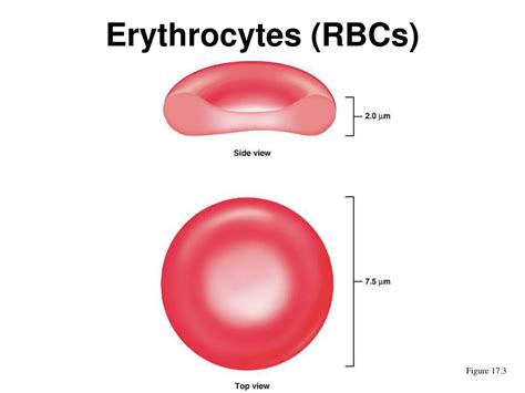 Ppt Erythrocytes Rbcs Powerpoint Presentation Free Download Id