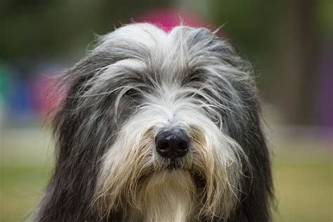 Bearded Collie Dog Breed Characteristics And Care
