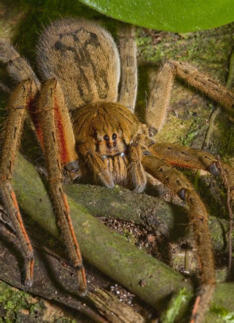 Brazilian Wandering Spider Facts