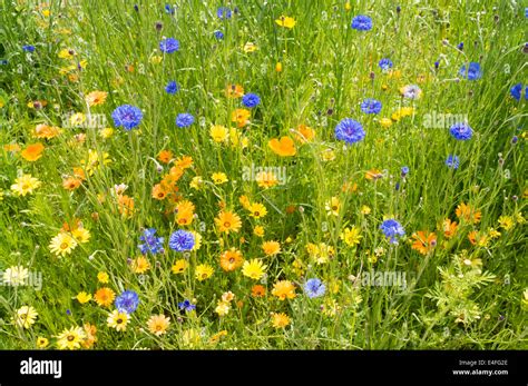 Display Of Wild Flowers In Calverley Grounds Royal Tunbridge Wells