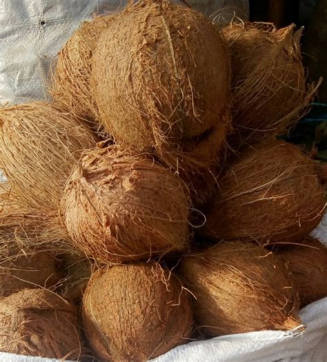 Dried Coconut500gm To 600gm Size At Rs 35kilogram Saligramam