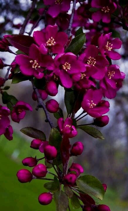 21 Best Raspberry Colored Flowers Images On Pinterest Beautiful