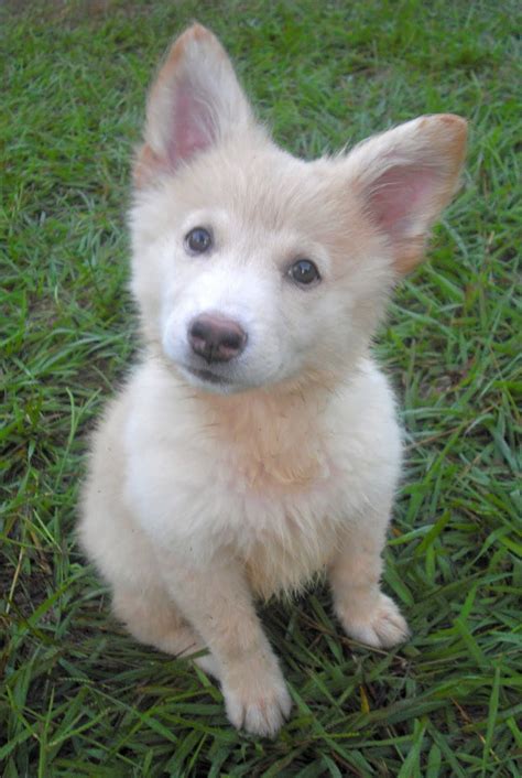 Chloe The White Fluffy Shepherd Puppy ~ Adopted The Dog Liberator