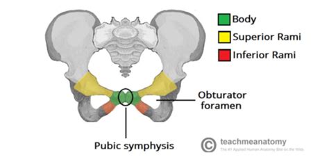 203 T2l1 Defining The Pelvic Region Flashcards Quizlet