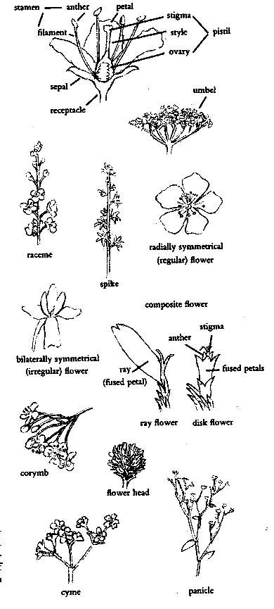 Flowers Excerpt From The Book Identifying And Harvesting