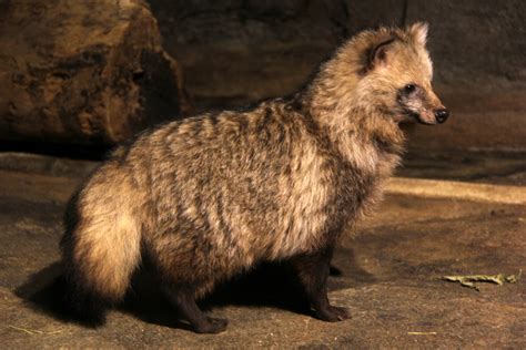 Japanese Raccoon Dog Nyctereutes Procyonoides Viverrinus Zoochat