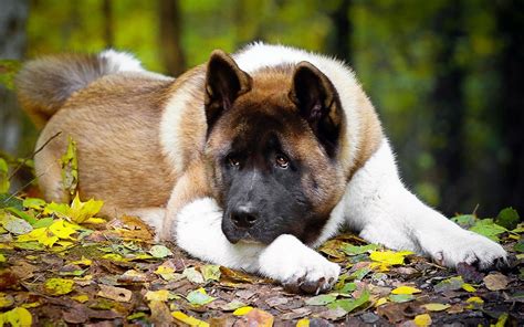 55 Tiny American Akita Inu Dog Image Bleumoonproductions