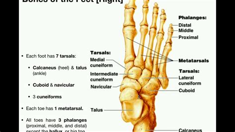 Foot Bone Anatomy Identification