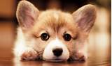 Free for commercial use no attribution required high quality images. Corgi Puppies Wallpaper (54+ images)