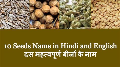 10 Seeds Name In Hindi And English दस महत्वपूर्ण बीजों के नाम Sonatuku