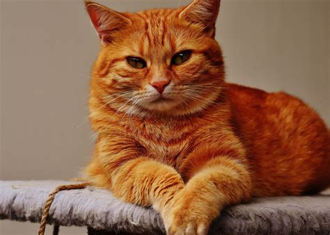 Kostenlose Bild Porträt Niedliche Tier Katze Kätzchen Kitty Katze Fell Haustier