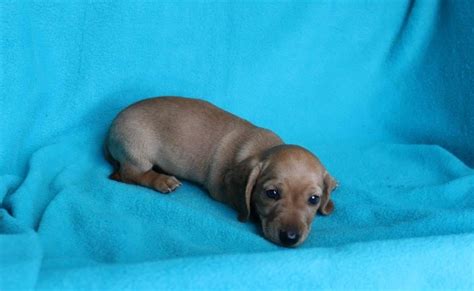 67 Dapple Dachshund Puppies For Sale Houston Pic Bleumoonproductions