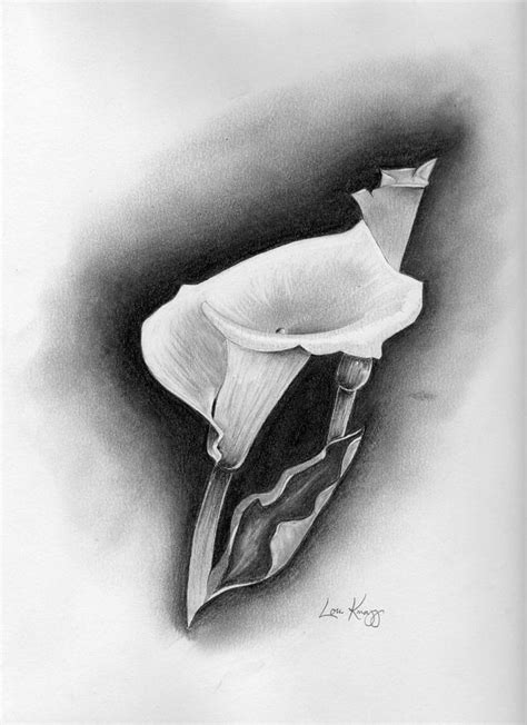 Calla Lily Pencil Drawing At PaintingValley Com Explore Collection Of