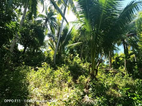 Create a free land buyer profile or sign in to save this search. Overlooking Agricultural Land for Sale in Palawan