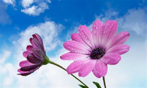 Imagenes De Flores Mas Hermosas Del Mundo ImÁgenes Y Fotos Reales De