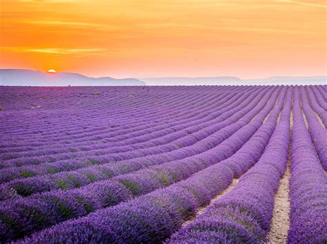 Lavanta tarlaları ile ünlü Provence Fransa Most beautiful places