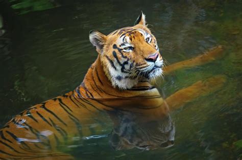 Todo Sobre El Tigre De Bengala H Bitat Caracter Sticas Y Alimentaci N