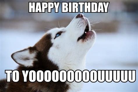Funny Happy Birthday Wishes Husky Dogs Birthday Humor Dog Training